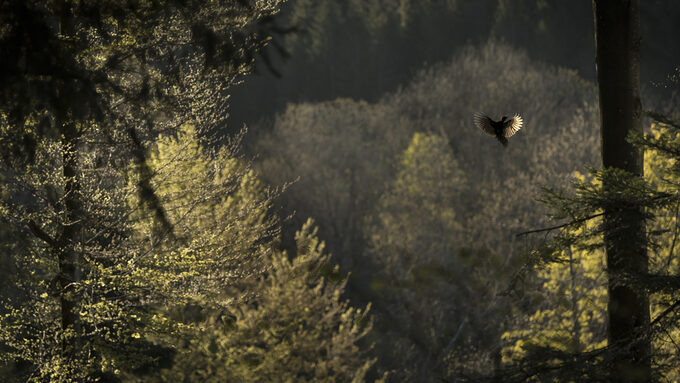 vincent munier 2.jpg